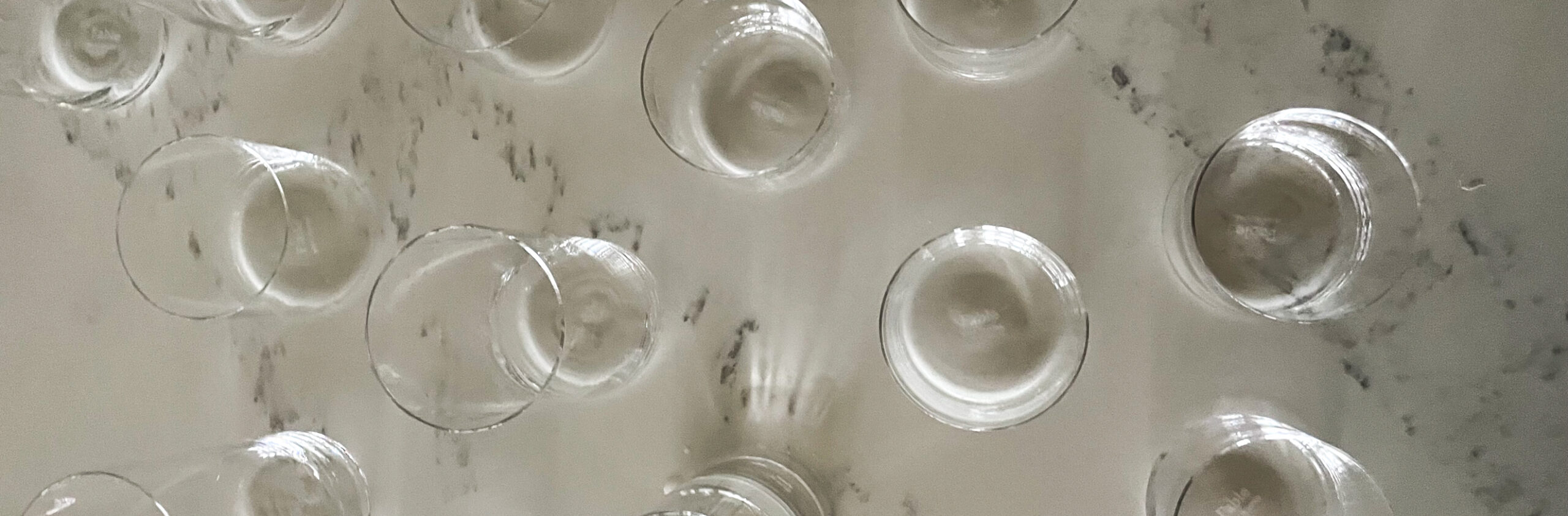 Fable Glassware sitting on a kitchen counter